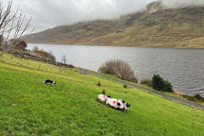 Small Group Kylemore Abbey, Sheepdog Demo & Connemara Tour - Price and value, what you are really paying for