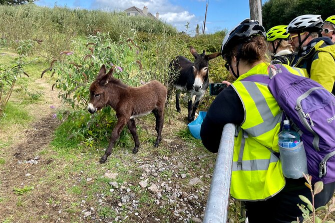 Taste of Connemara Tour by Electric Fat Tyre Bike - Pace, safety, and road comfort: the real make-or-break factors