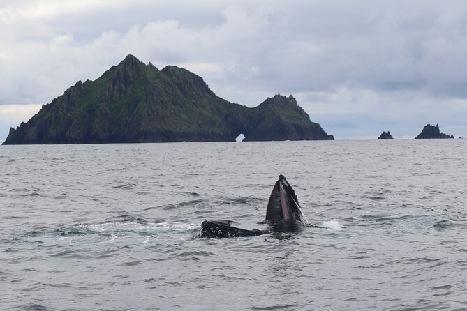 The Great Blasket Island Experience - Premium Tour - From Dingle Marina to your 11:00 departure