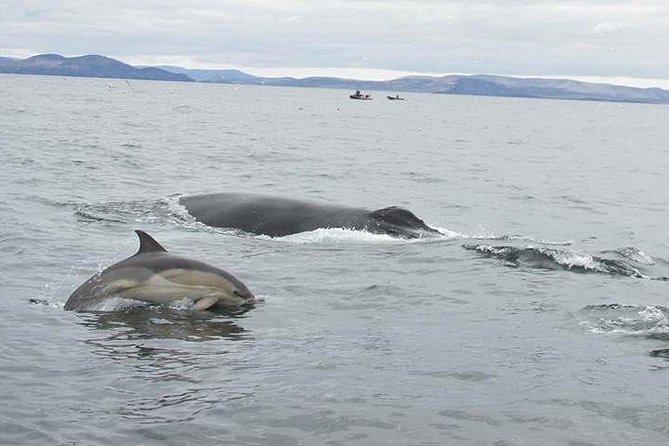 The Great Blasket Island Experience - Premium Tour - The speed-boat eco tour: caves, coves, and offshore wildlife time