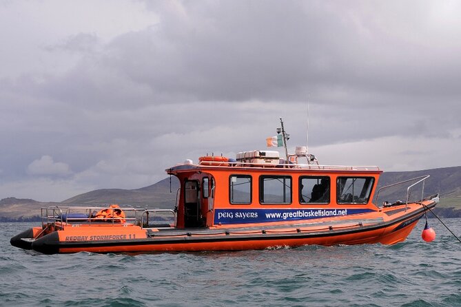 The Great Blasket Island Experience - Premium Tour - Fungie and the dolphin-and-bird focus of the day