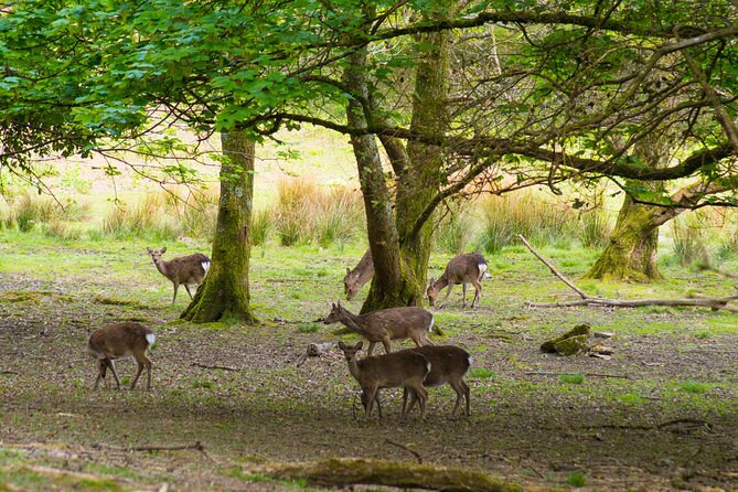 Visit Innisfallen Island - Getting to Reen Pier Near Ross Castle