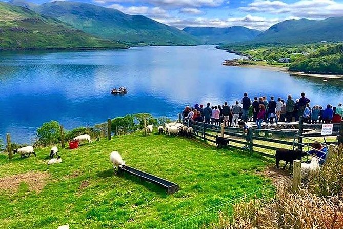 Visit traditional working sheep farm with sheepdog demo. Galway. - A Traditional Connemara Sheep Farm Above Killary Fjord