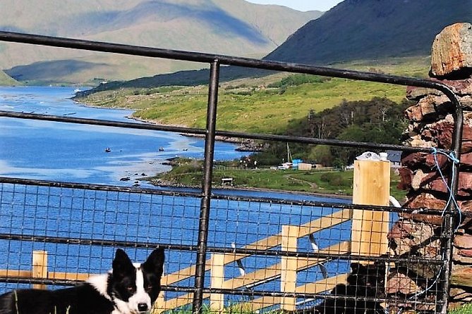 Visit traditional working sheep farm with sheepdog demo. Galway. - Getting there from Galway and what to wear for farm weather