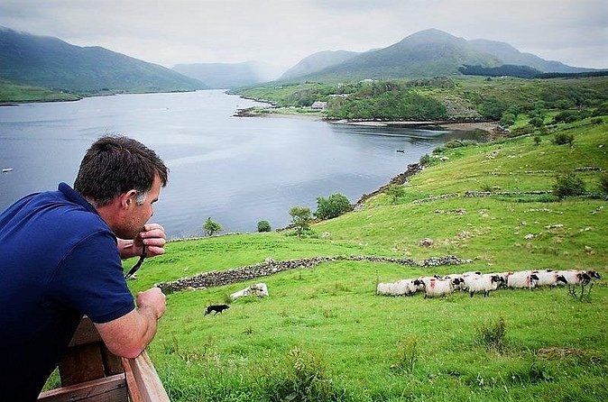 Visit traditional working sheep farm with sheepdog demo. Galway. - Should you book it?