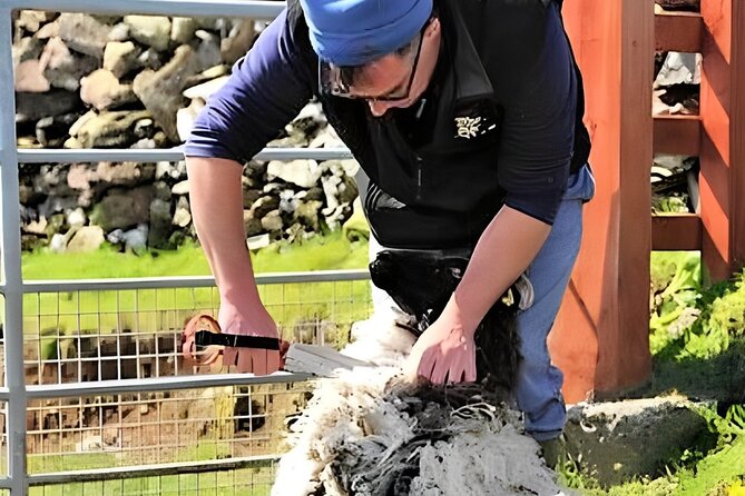 Visit traditional working sheep farm with sheepdog demo. Galway. - Summer hand shearing, plus lamb feeding and bog cutting