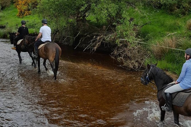 Wicklow Mountains Horse Trekking - Out over the Wicklow Mountains: what the ride feels like