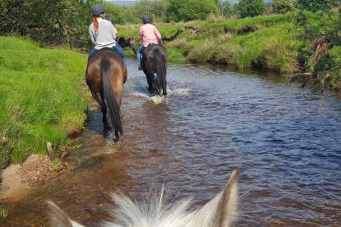Wicklow Mountains Horse Trekking - Horses, safety, and why “cooperative” matters